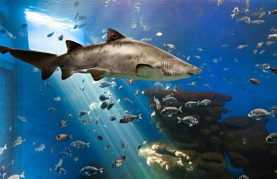 Aquarium de Palma